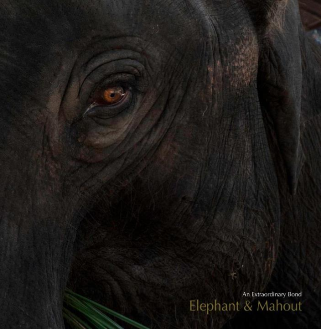 Maesa Elephant Camp