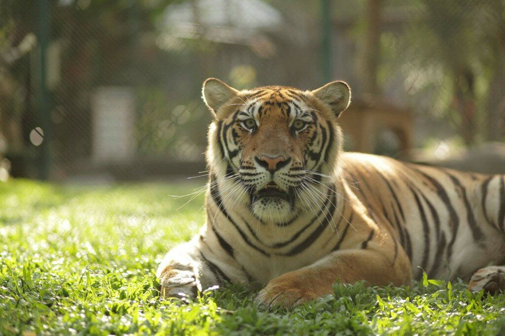 Tiger-Kingdom-tiger-large